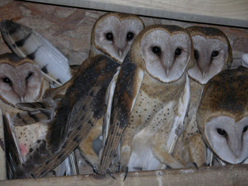 Barn Owls