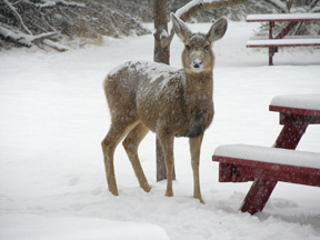 deerinsnowbytable