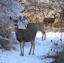 winterdeer.jpg winterdeer.jpg