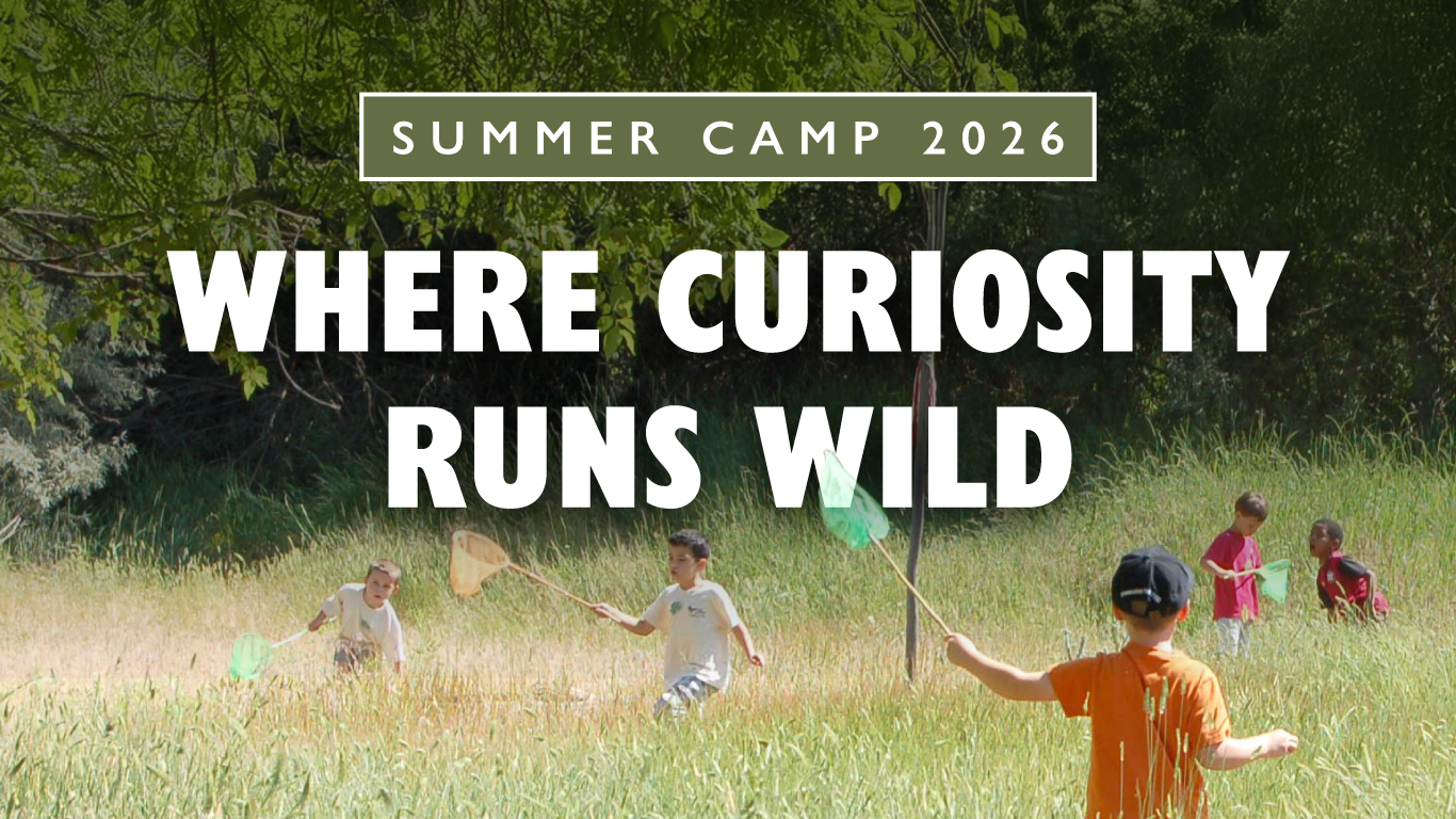 Summer Camp HEADER