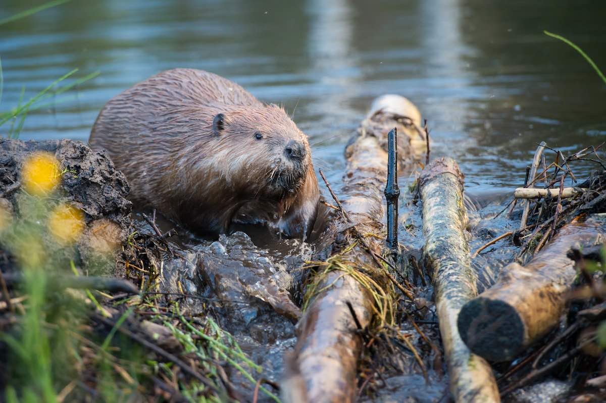 beaver