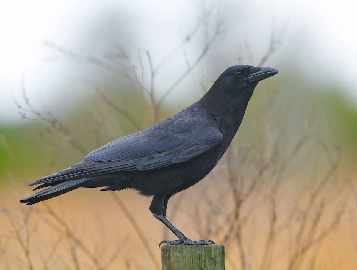 crow.jpg