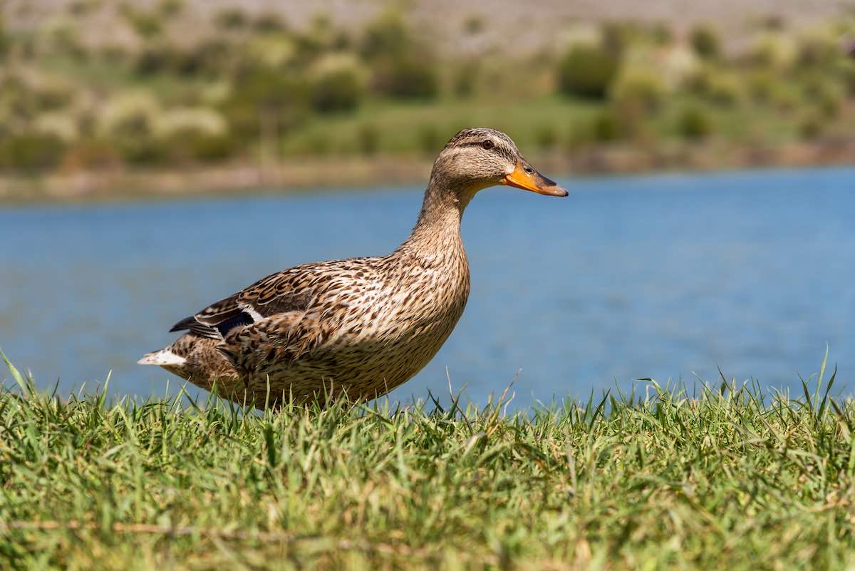 Female mallard duck searches for food in grass on summer afternoon in city park.