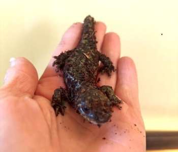 King: Tiger Salamander King: Tiger Salamander
