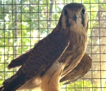 Trixie: American Kestrel Trixie: American Kestrel