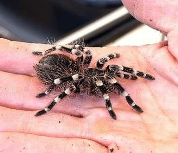 Whit-nee-Brazilian White-knee Tarantula Whit-nee-Brazilian White-knee Tarantula