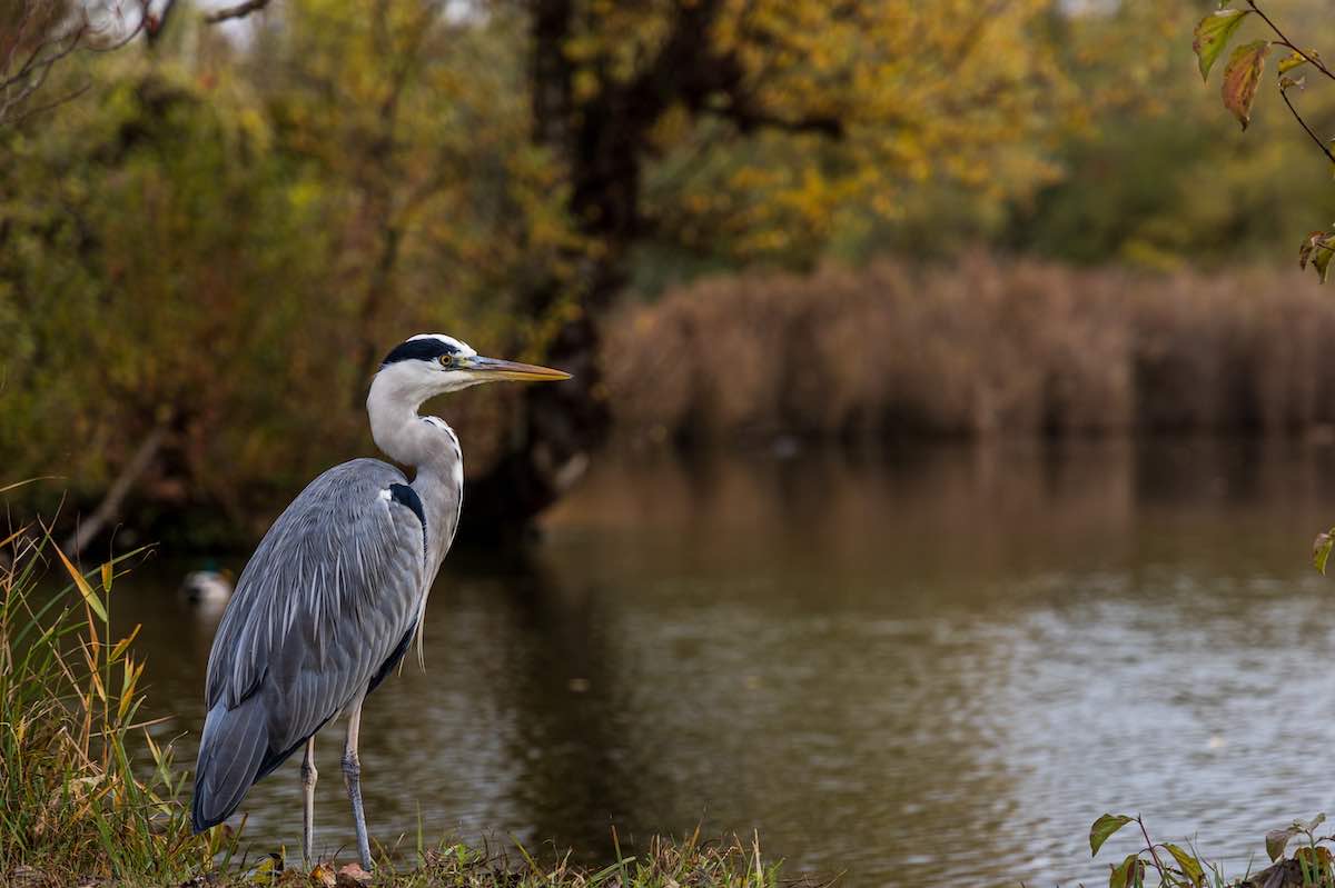 greatblueheron.jpg