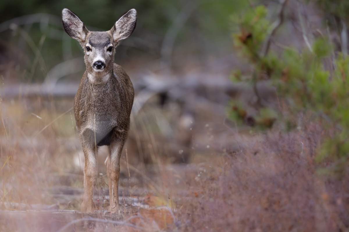A view of a beautiful mule deer in a Grand Teton National Park, USA